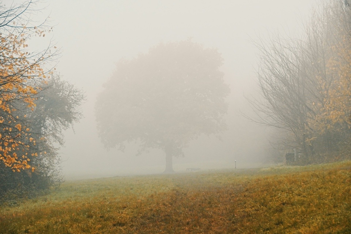 Winter mist - Photo by Nik on Unsplash